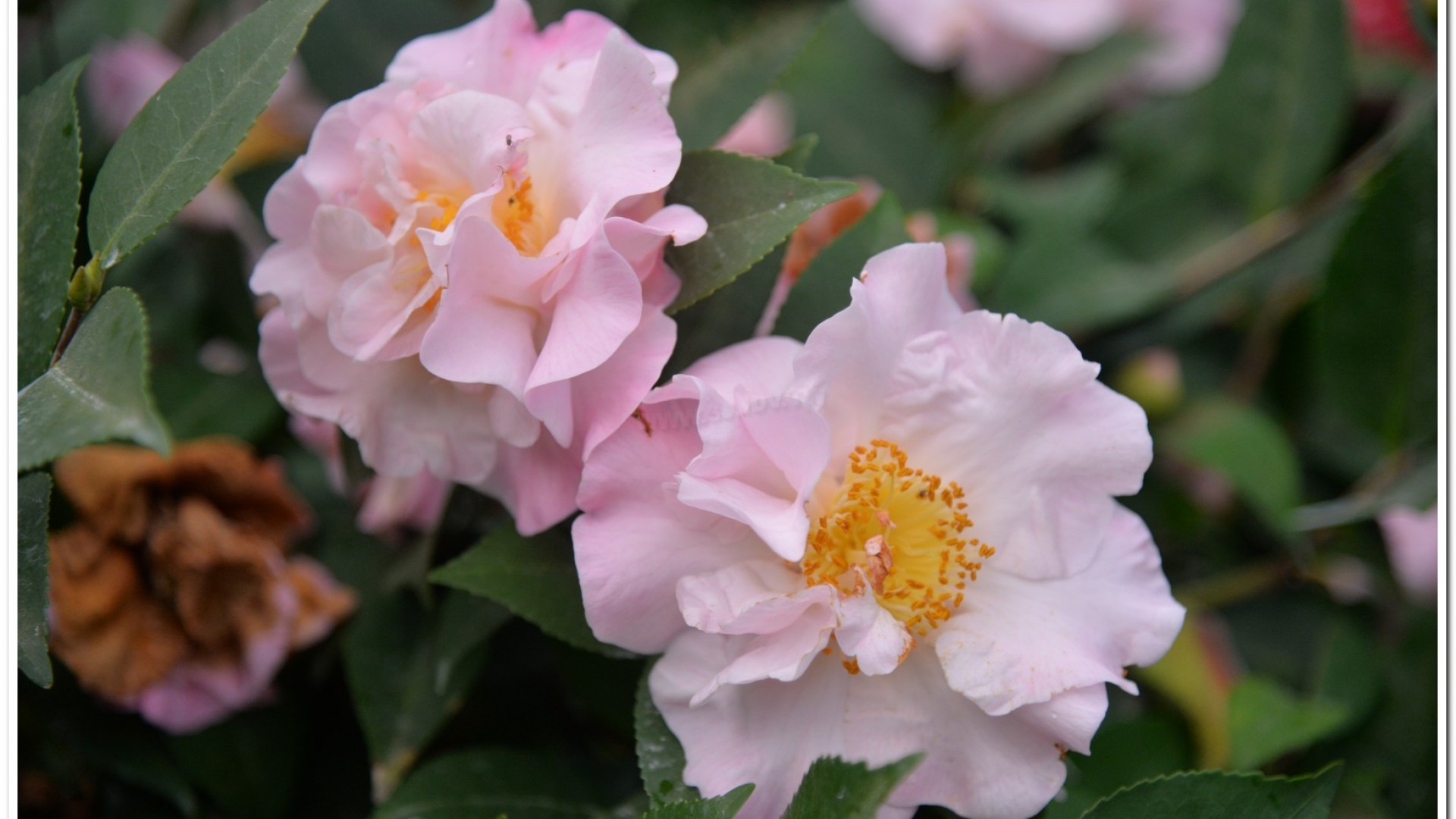 2016杉林溪鬱金香花季