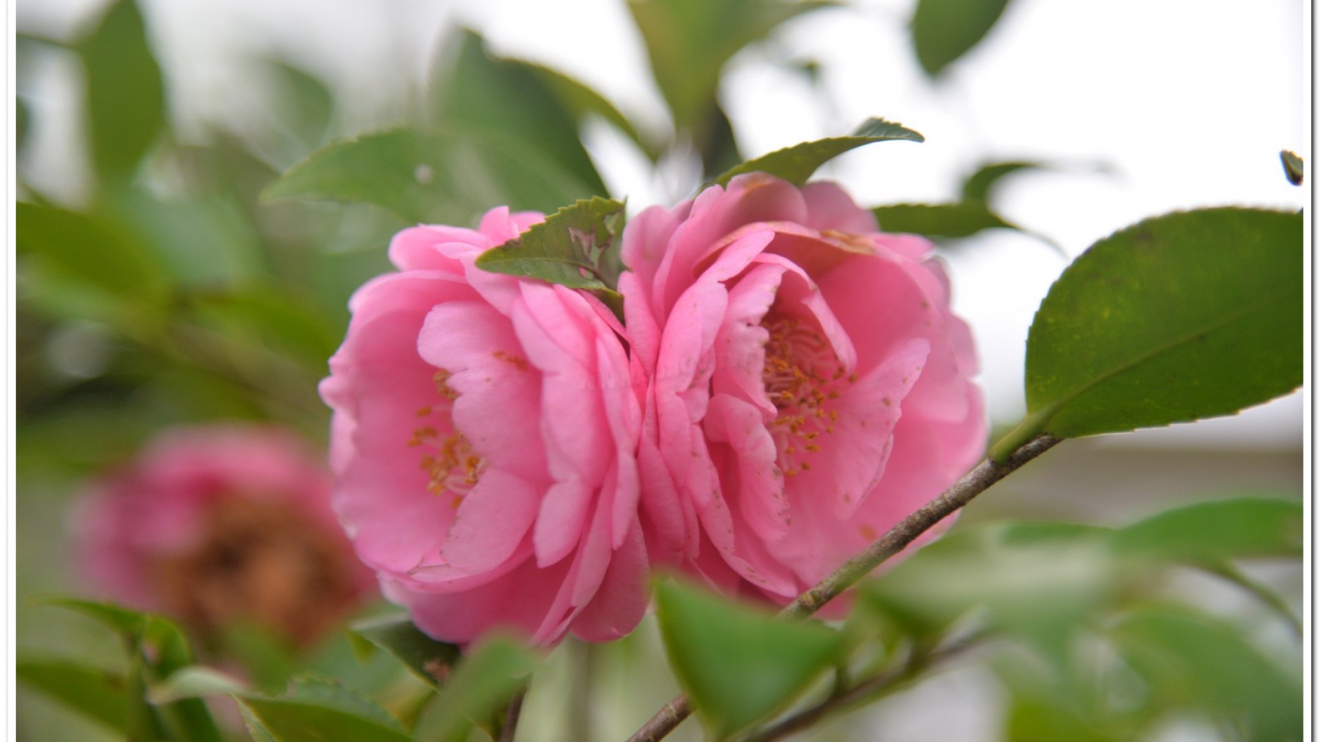 2016杉林溪鬱金香花季