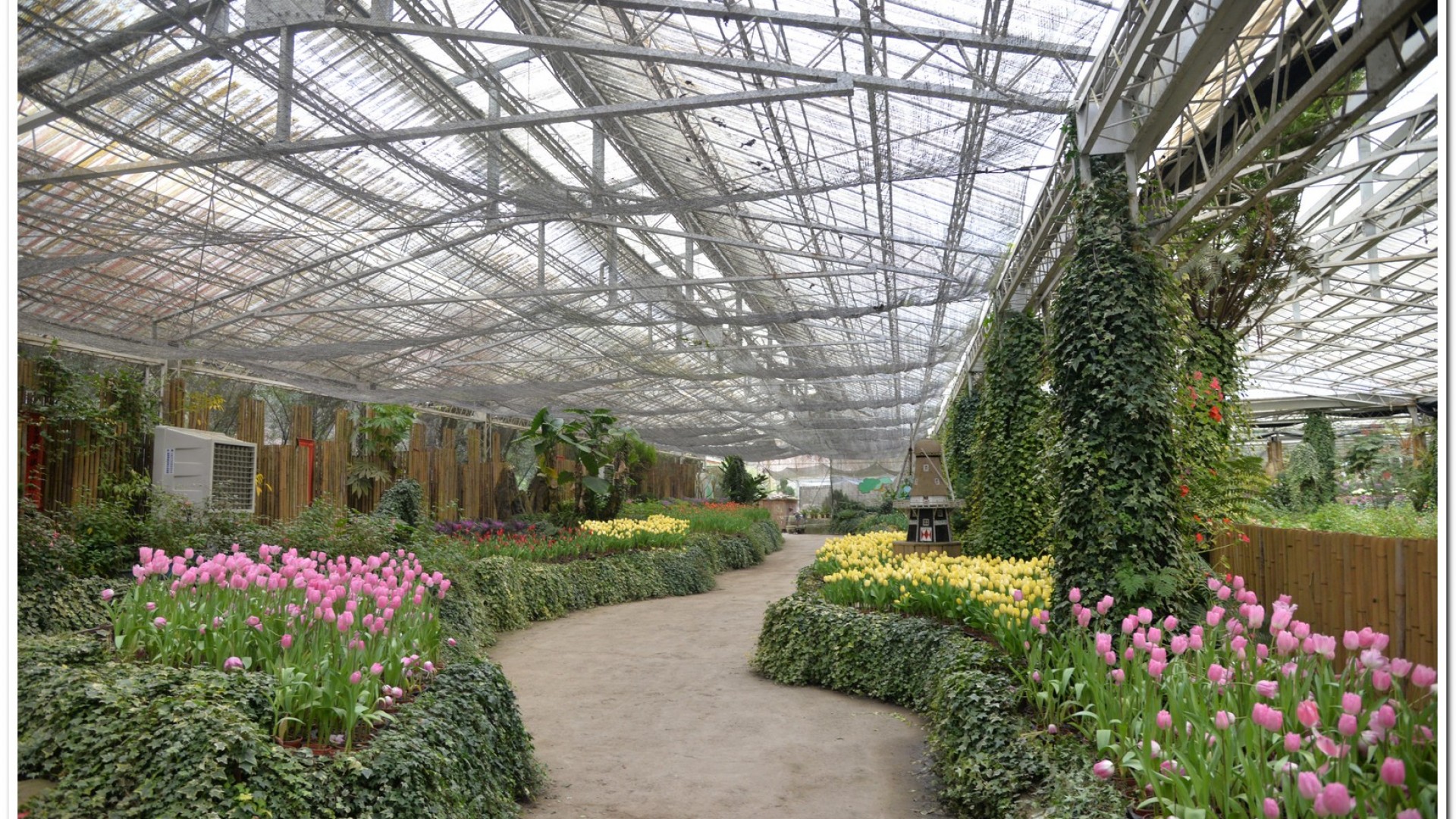 2016杉林溪鬱金香花季