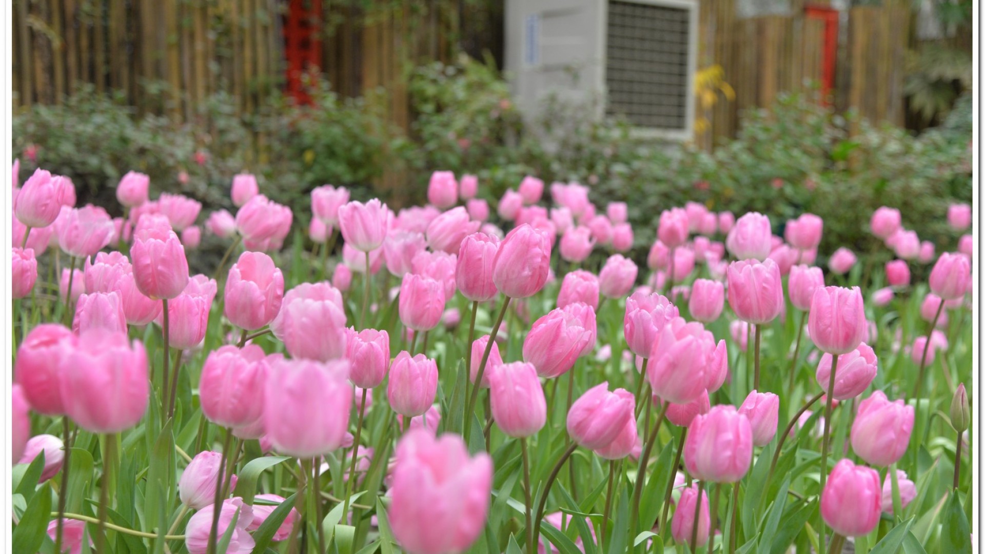 2016杉林溪鬱金香花季
