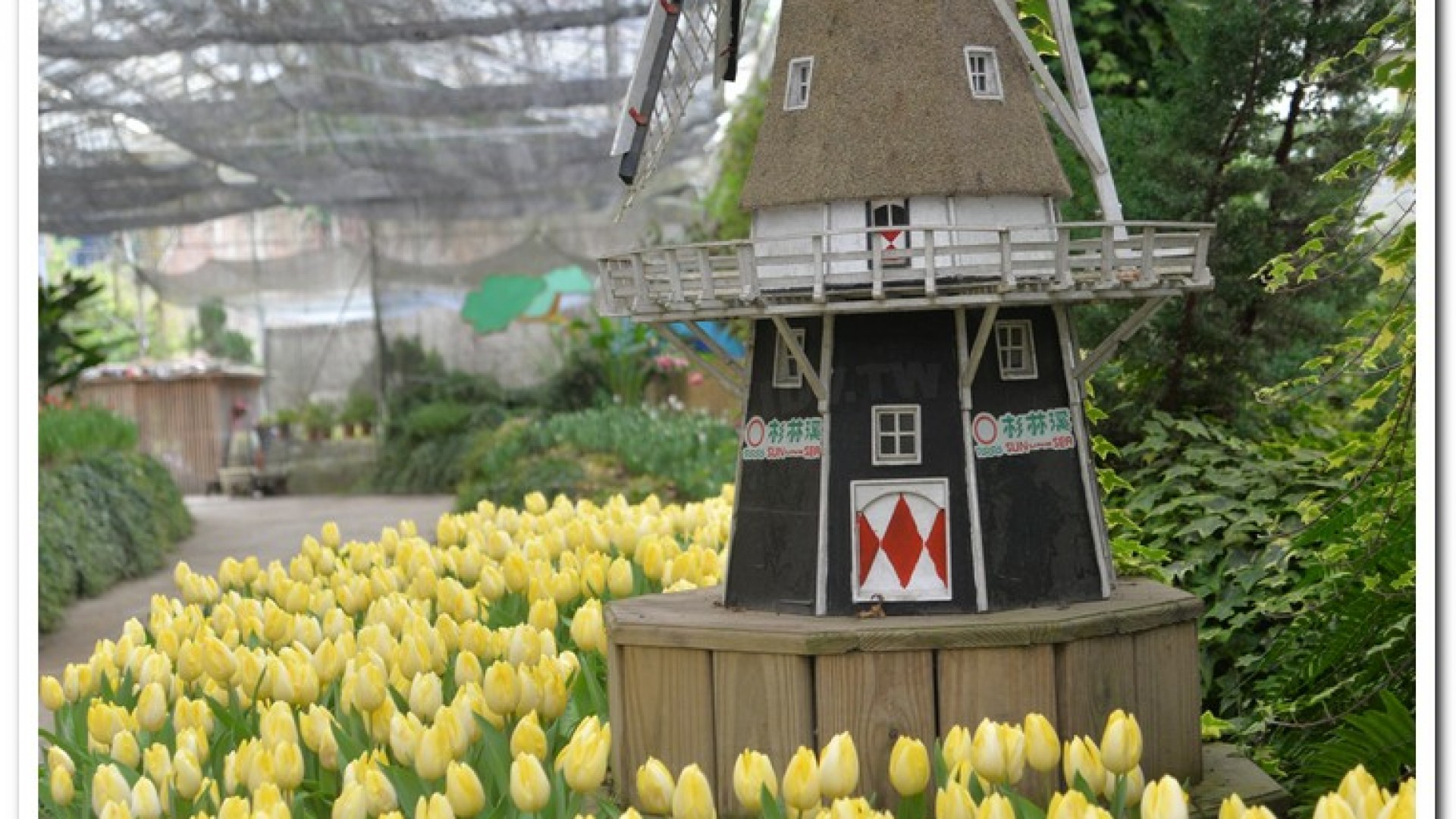 2016杉林溪鬱金香花季