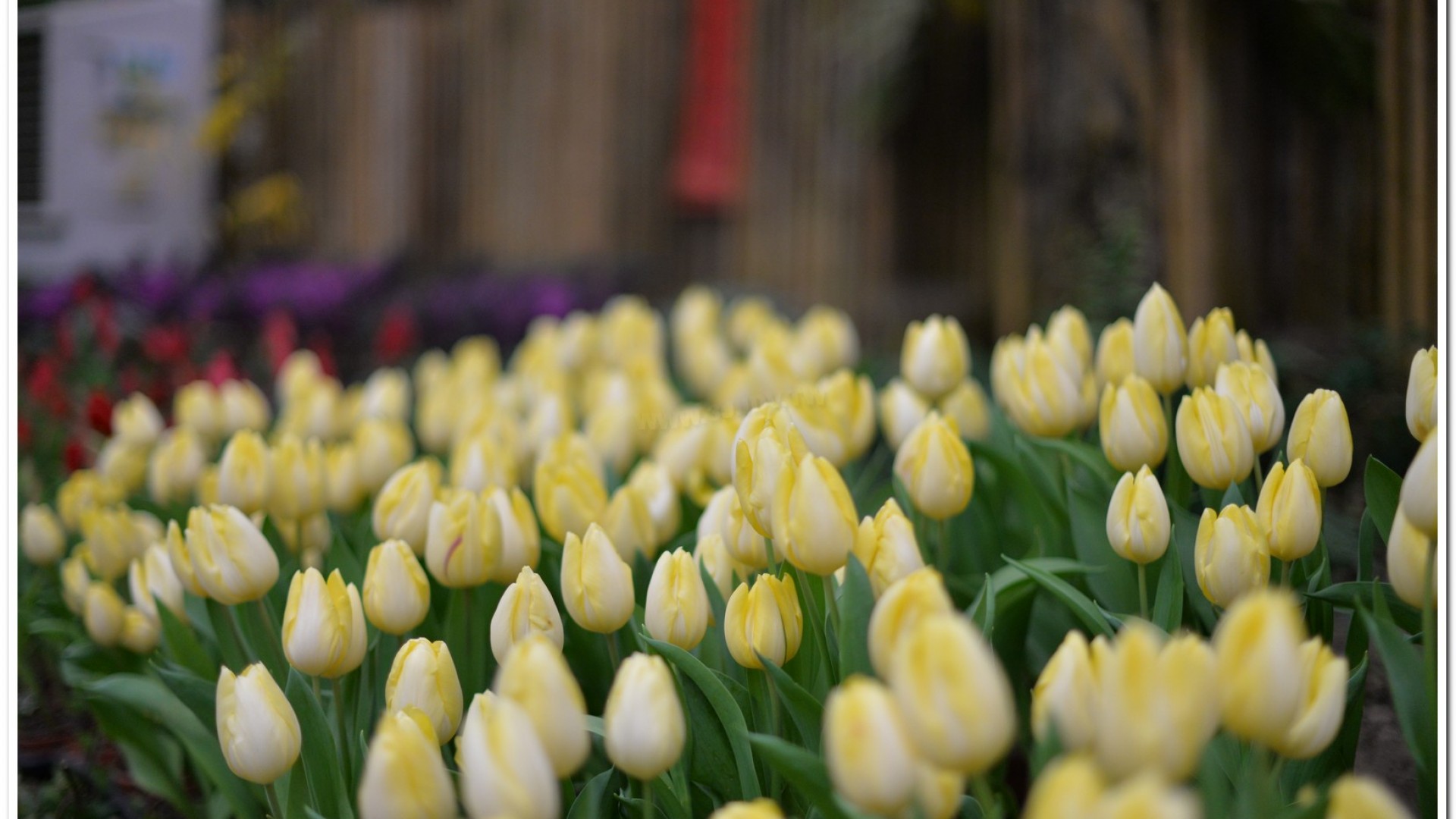 2016杉林溪鬱金香花季