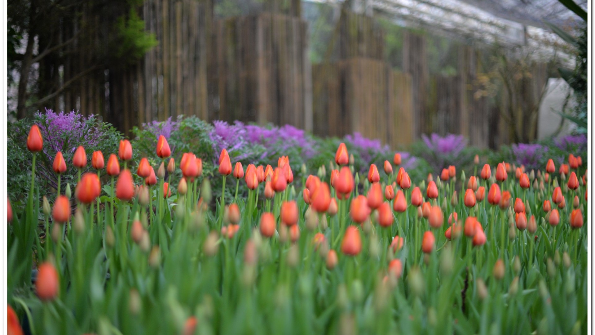 2016杉林溪鬱金香花季