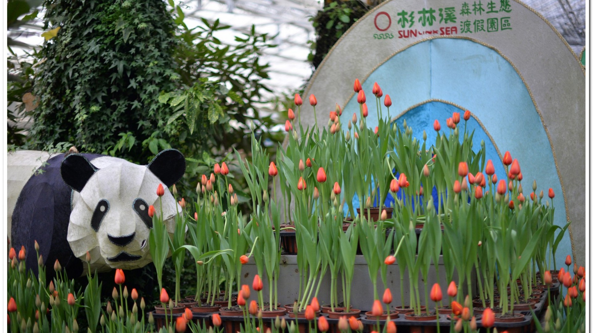 2016杉林溪鬱金香花季