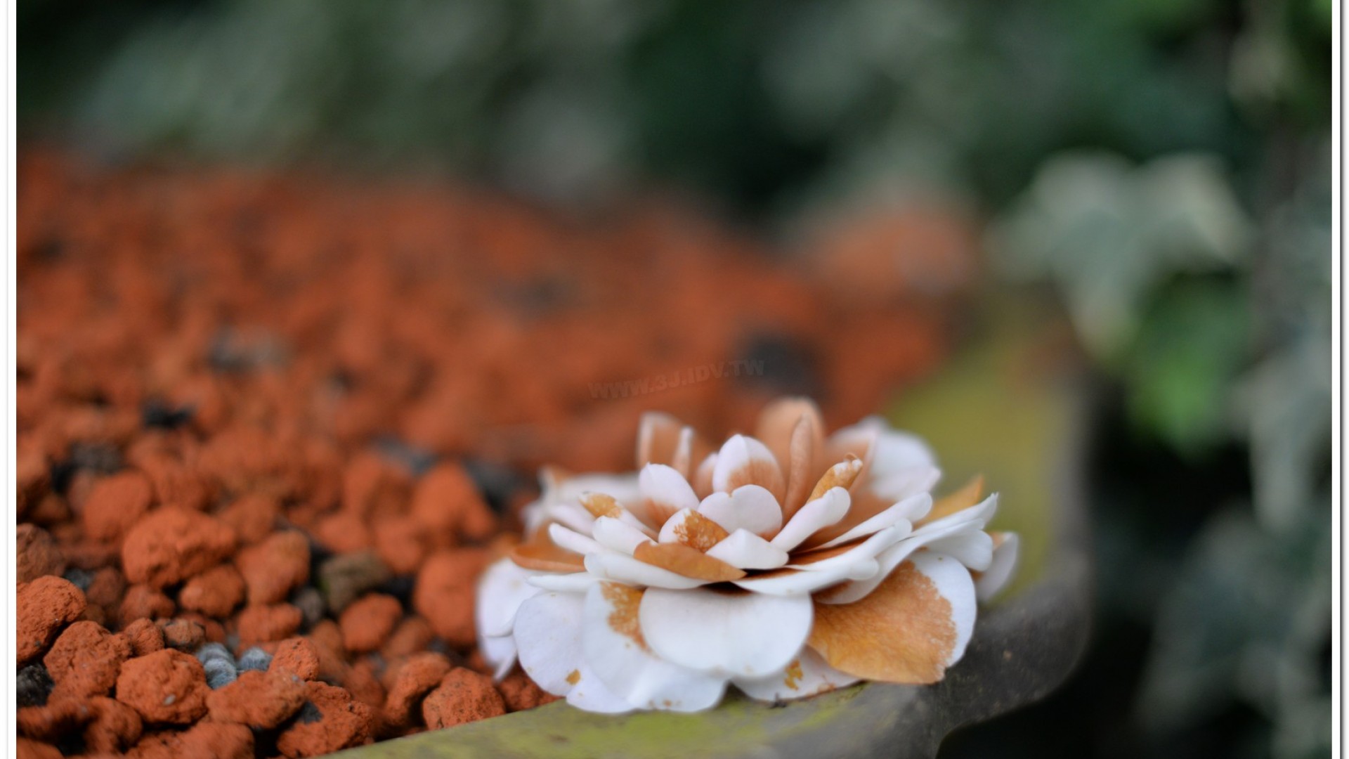 2016杉林溪鬱金香花季