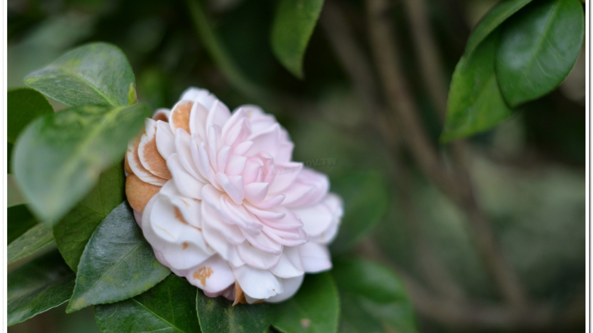 2016杉林溪鬱金香花季