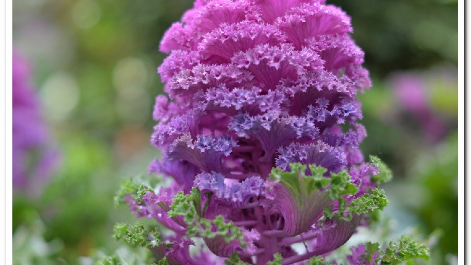 2016杉林溪鬱金香花季