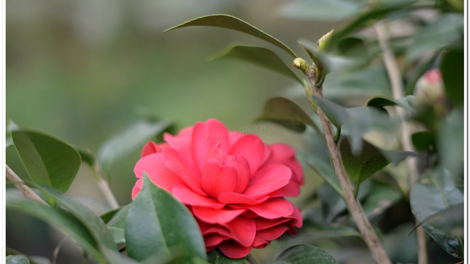 2016杉林溪鬱金香花季