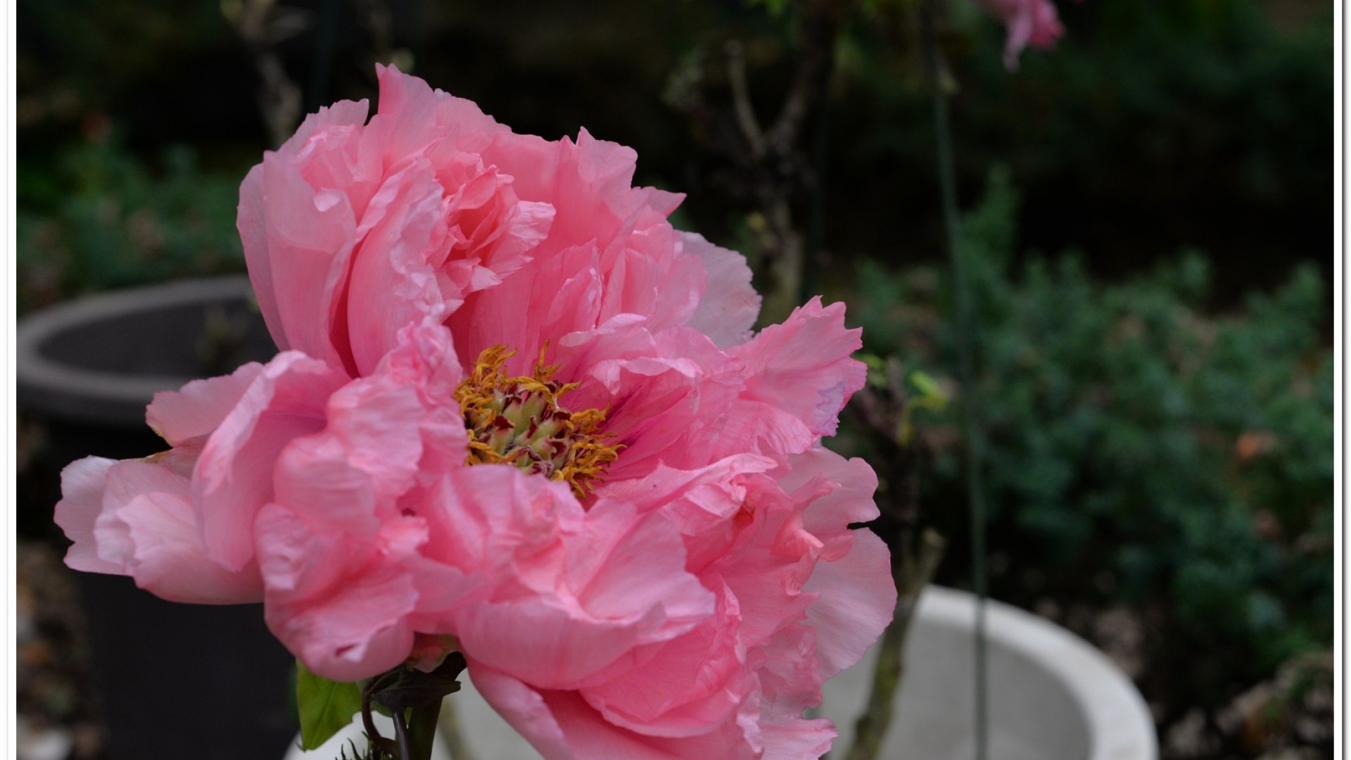 2016杉林溪鬱金香花季