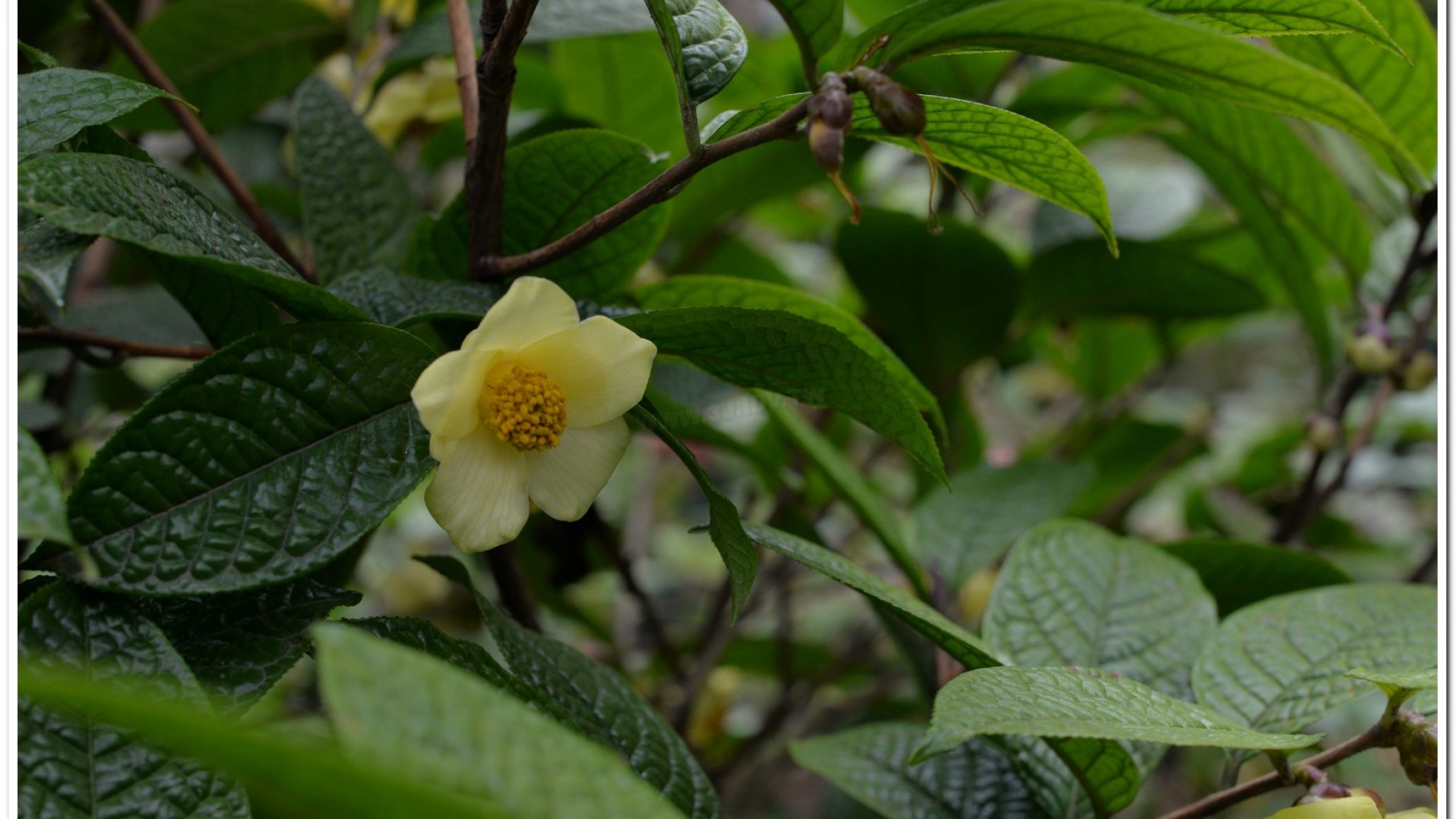 2016杉林溪鬱金香花季