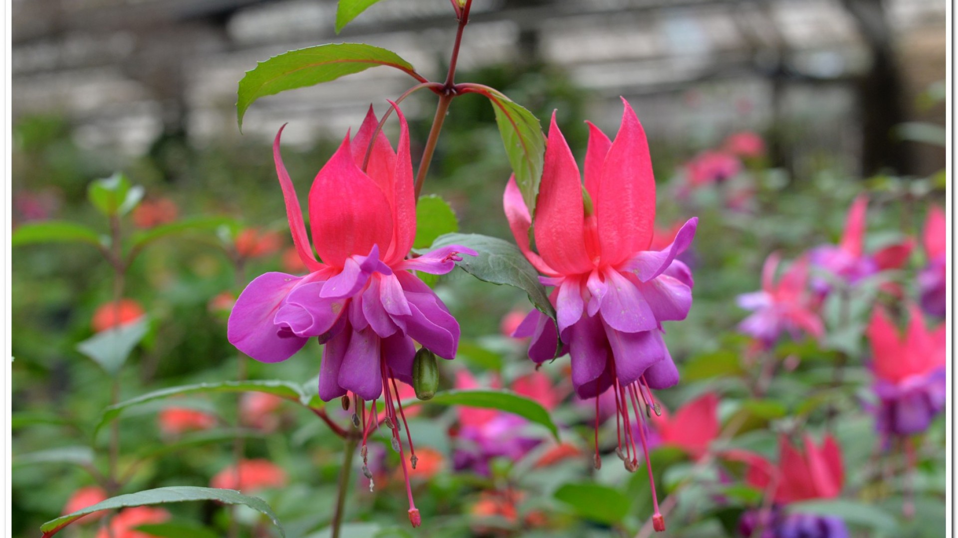 2016杉林溪鬱金香花季