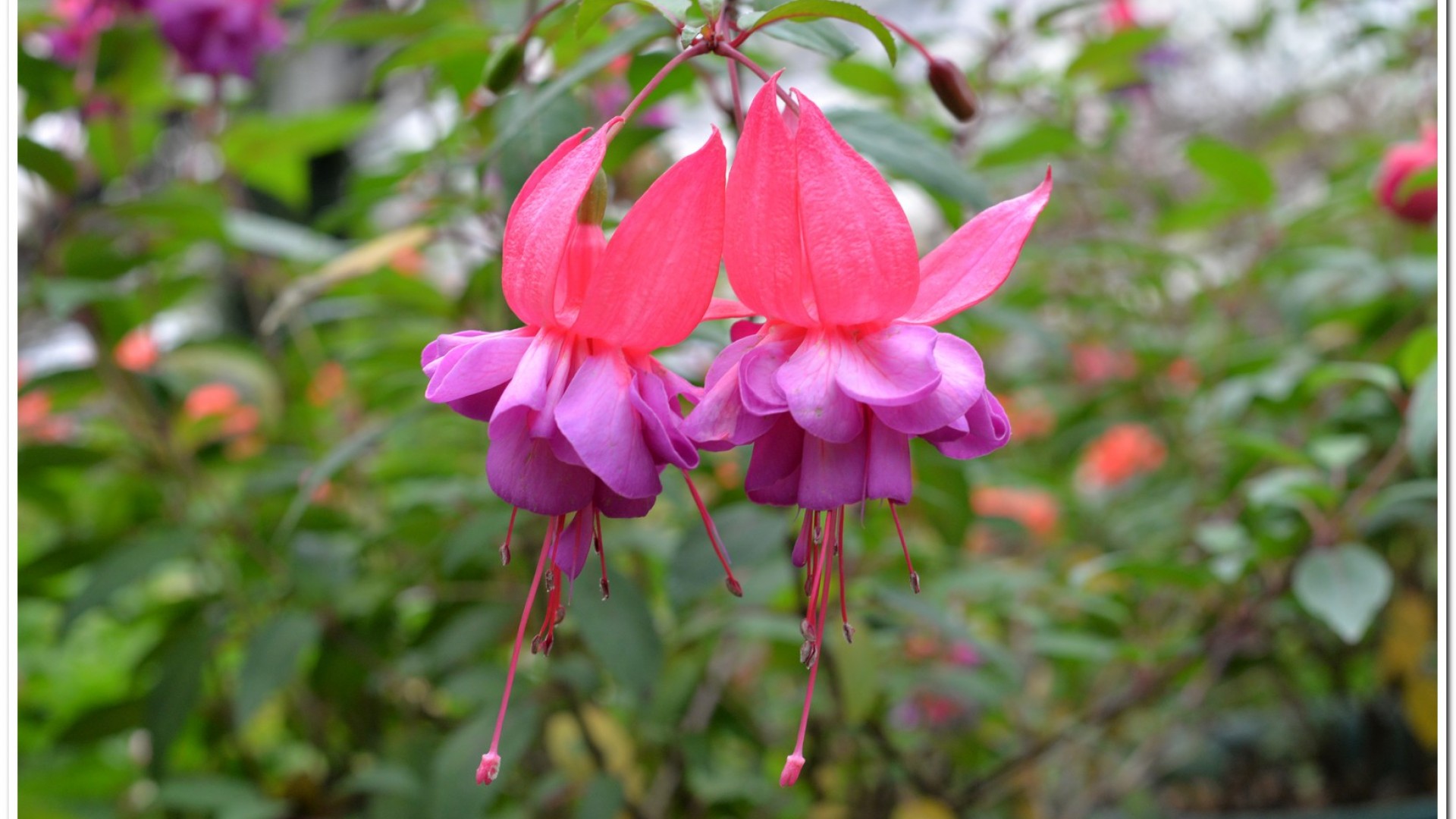 2016杉林溪鬱金香花季