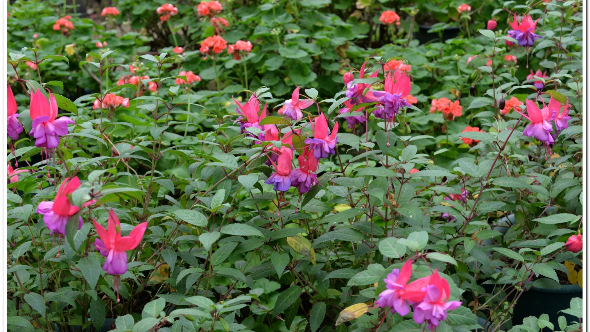 2016杉林溪鬱金香花季