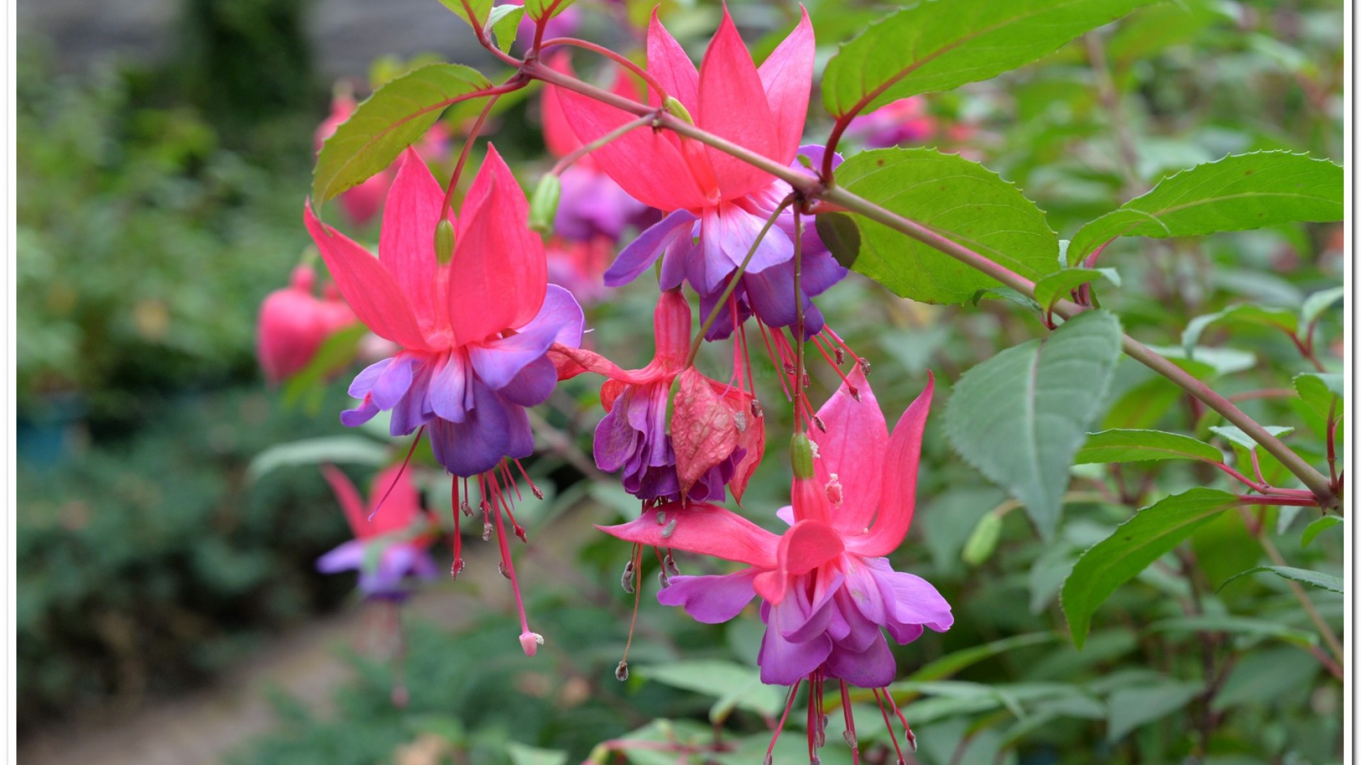 2016杉林溪鬱金香花季
