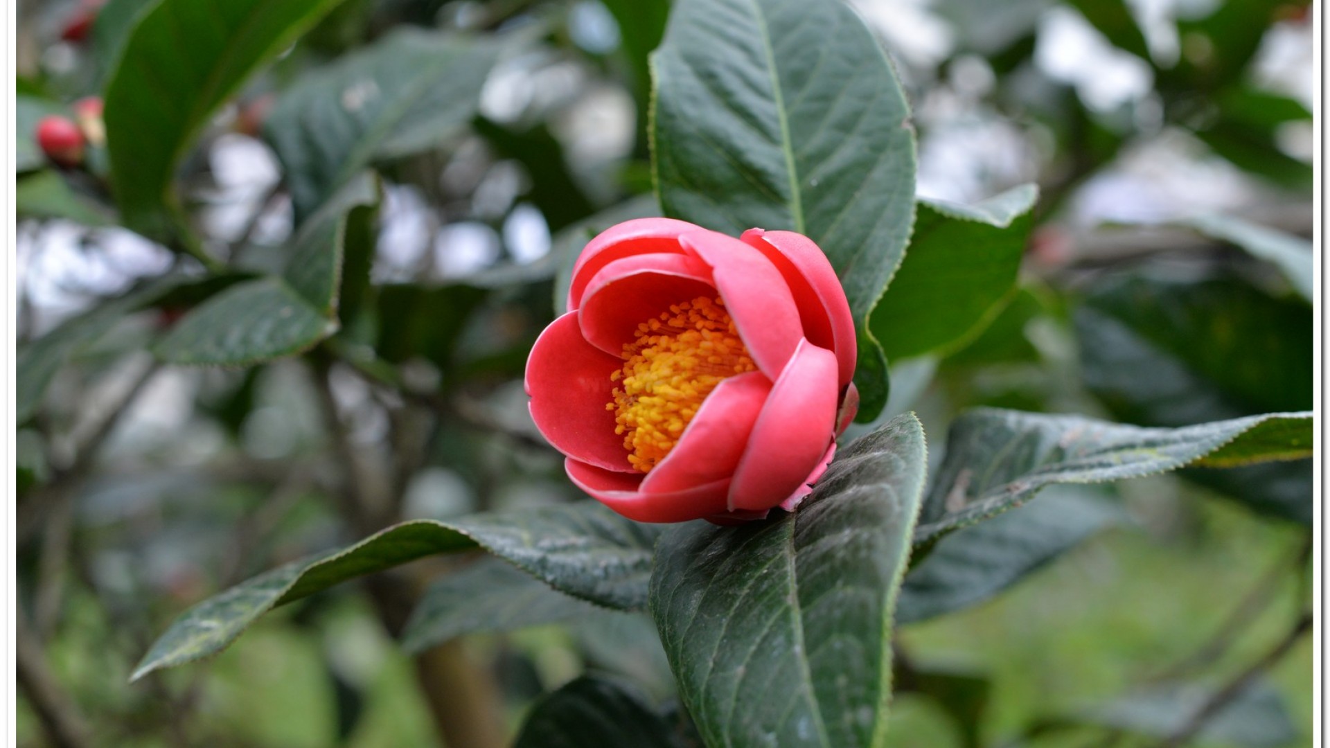 2016杉林溪鬱金香花季