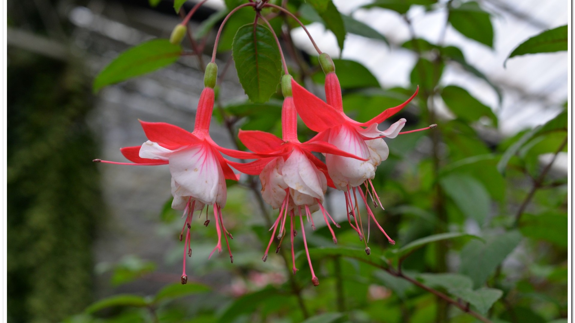2016杉林溪鬱金香花季