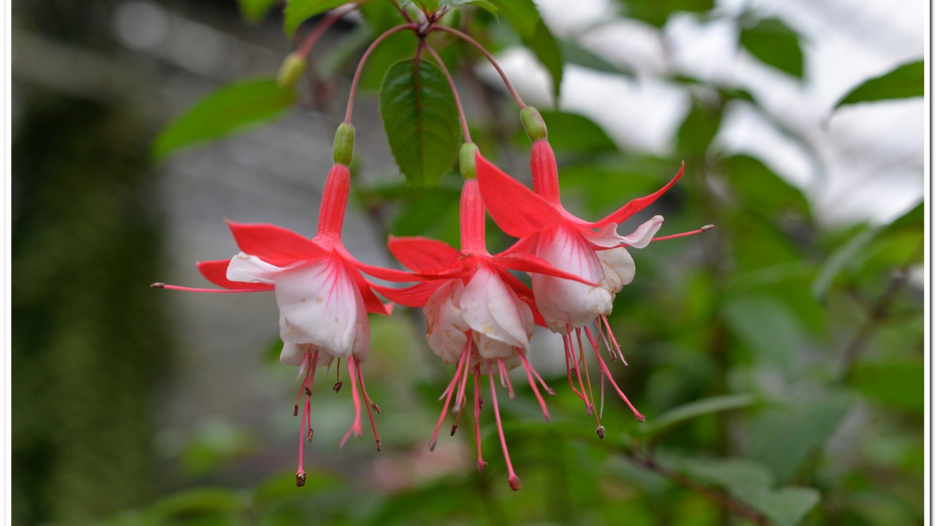 2016杉林溪鬱金香花季