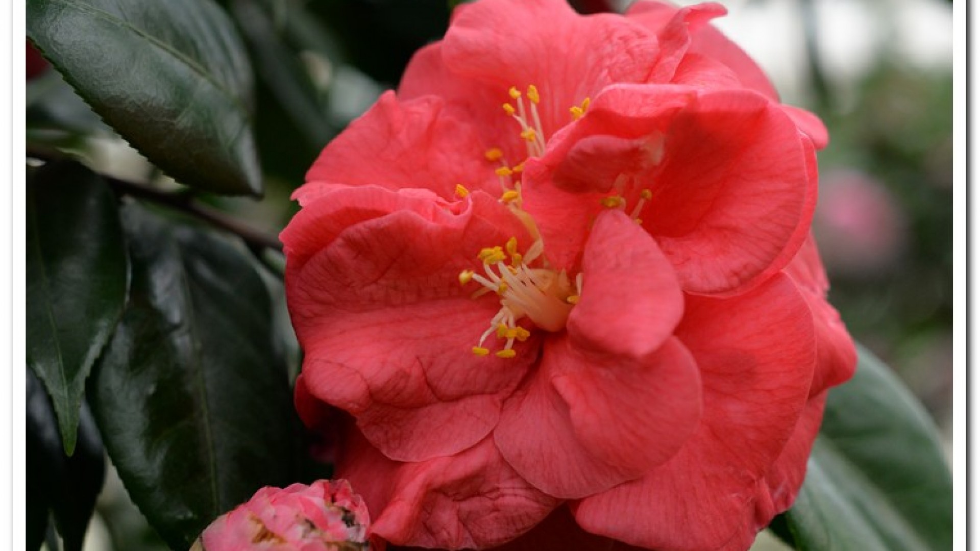 2016杉林溪鬱金香花季