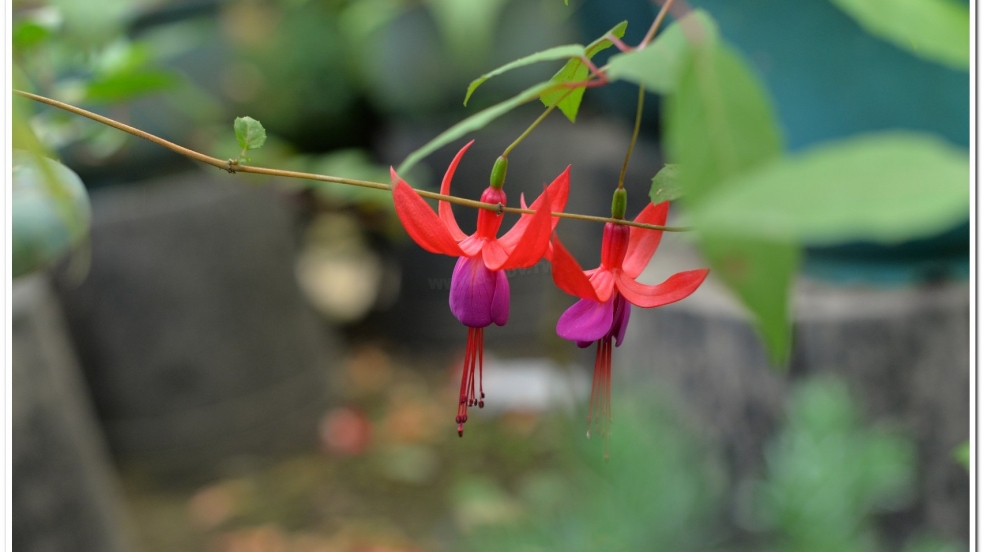 2016杉林溪鬱金香花季