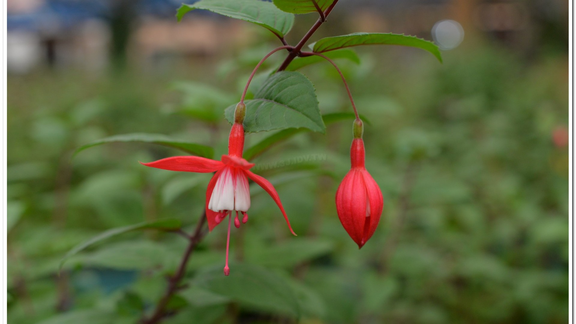 2016杉林溪鬱金香花季