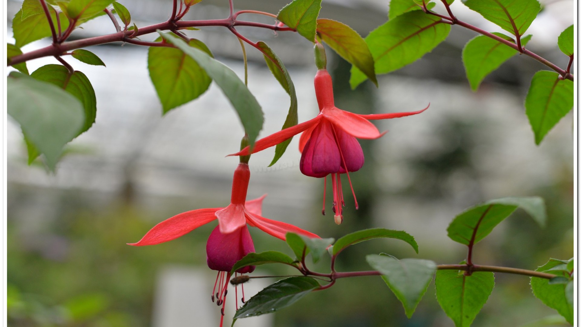 2016杉林溪鬱金香花季
