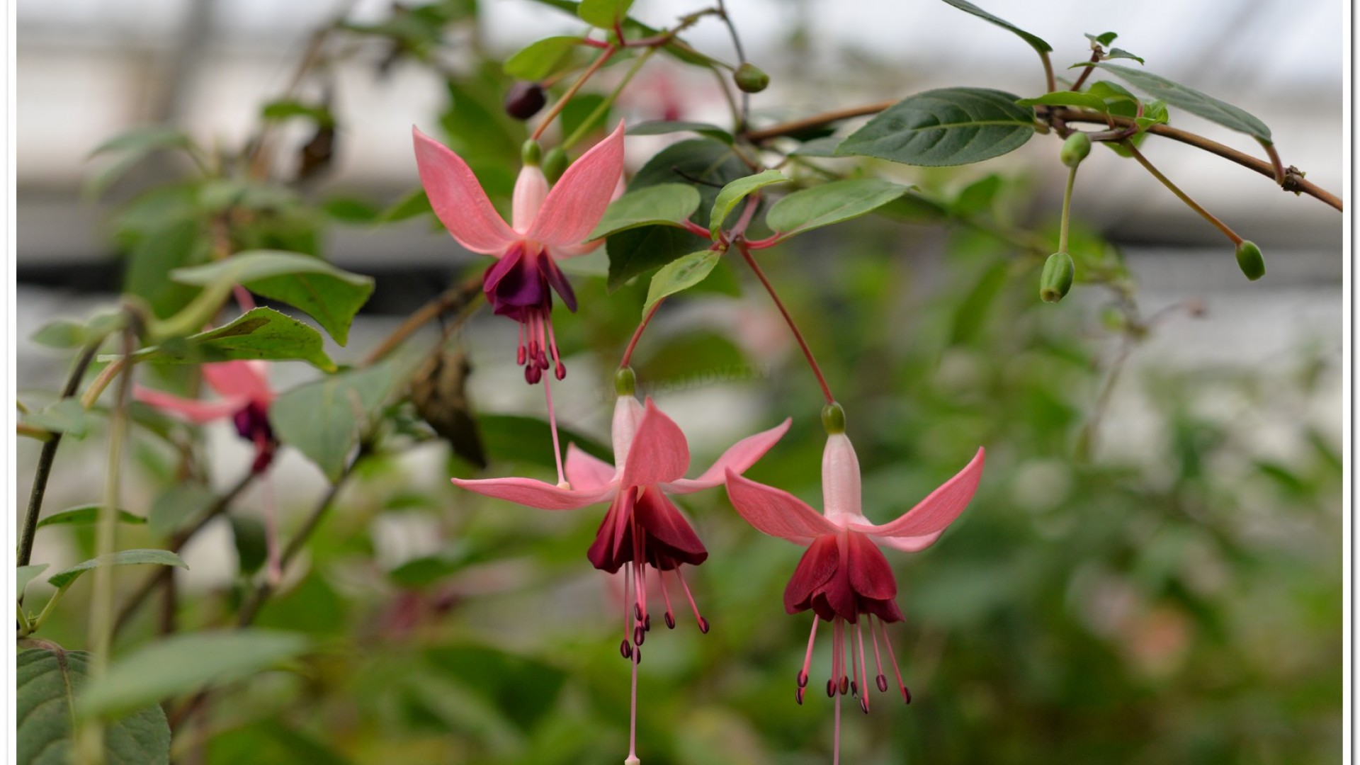 2016杉林溪鬱金香花季