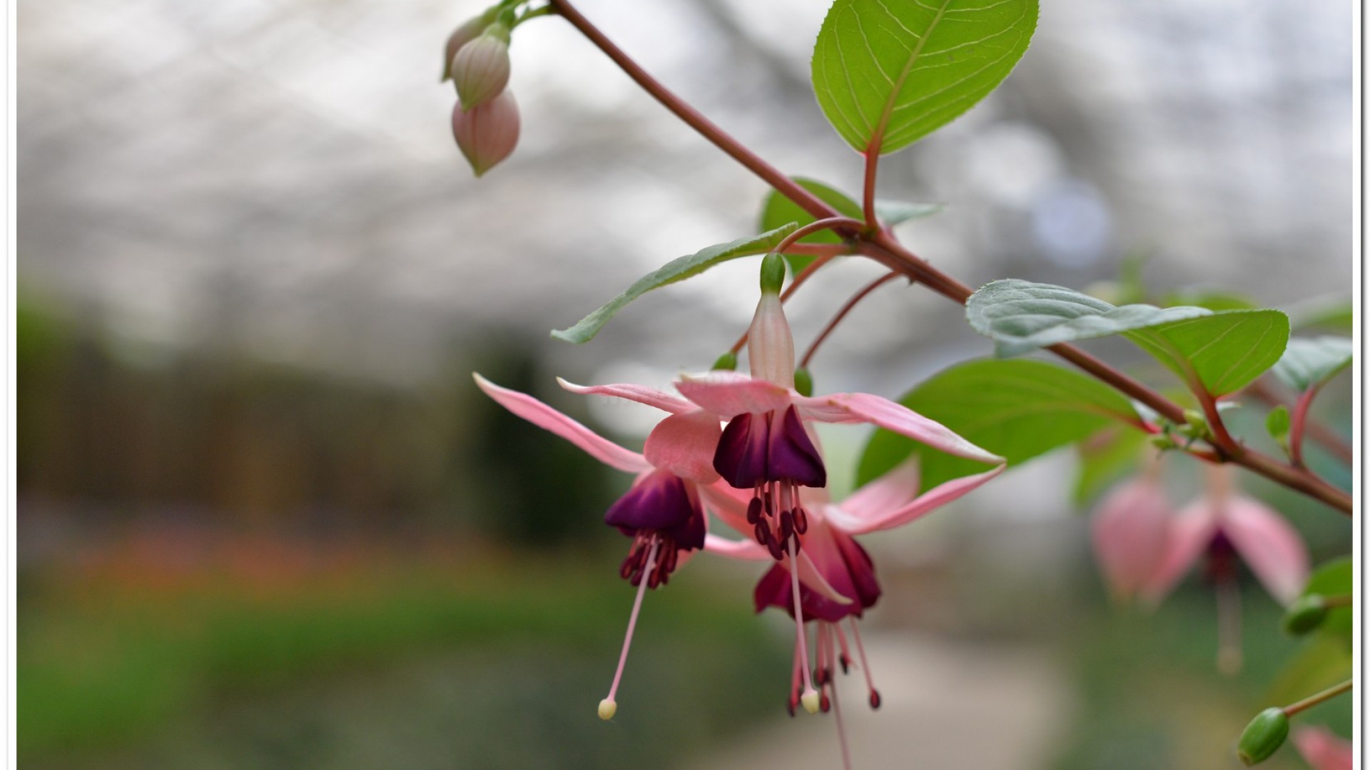2016杉林溪鬱金香花季