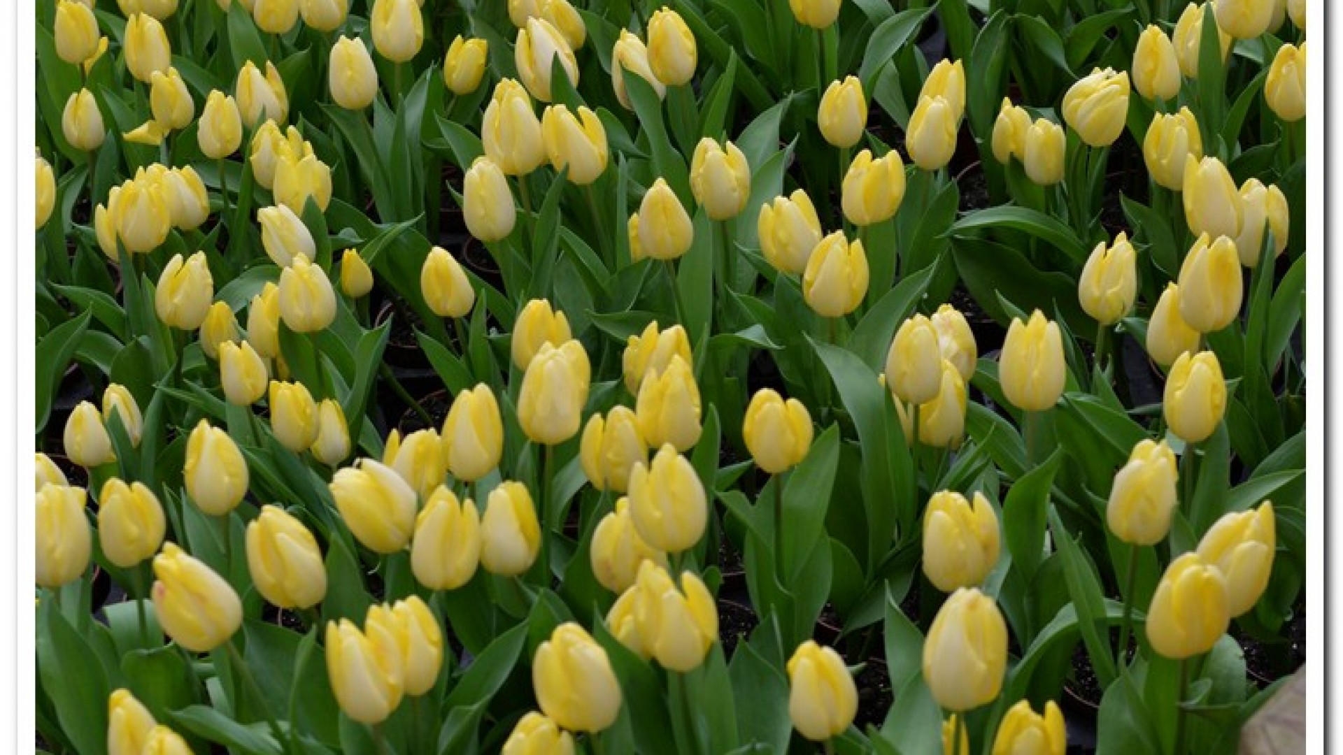 2016杉林溪鬱金香花季