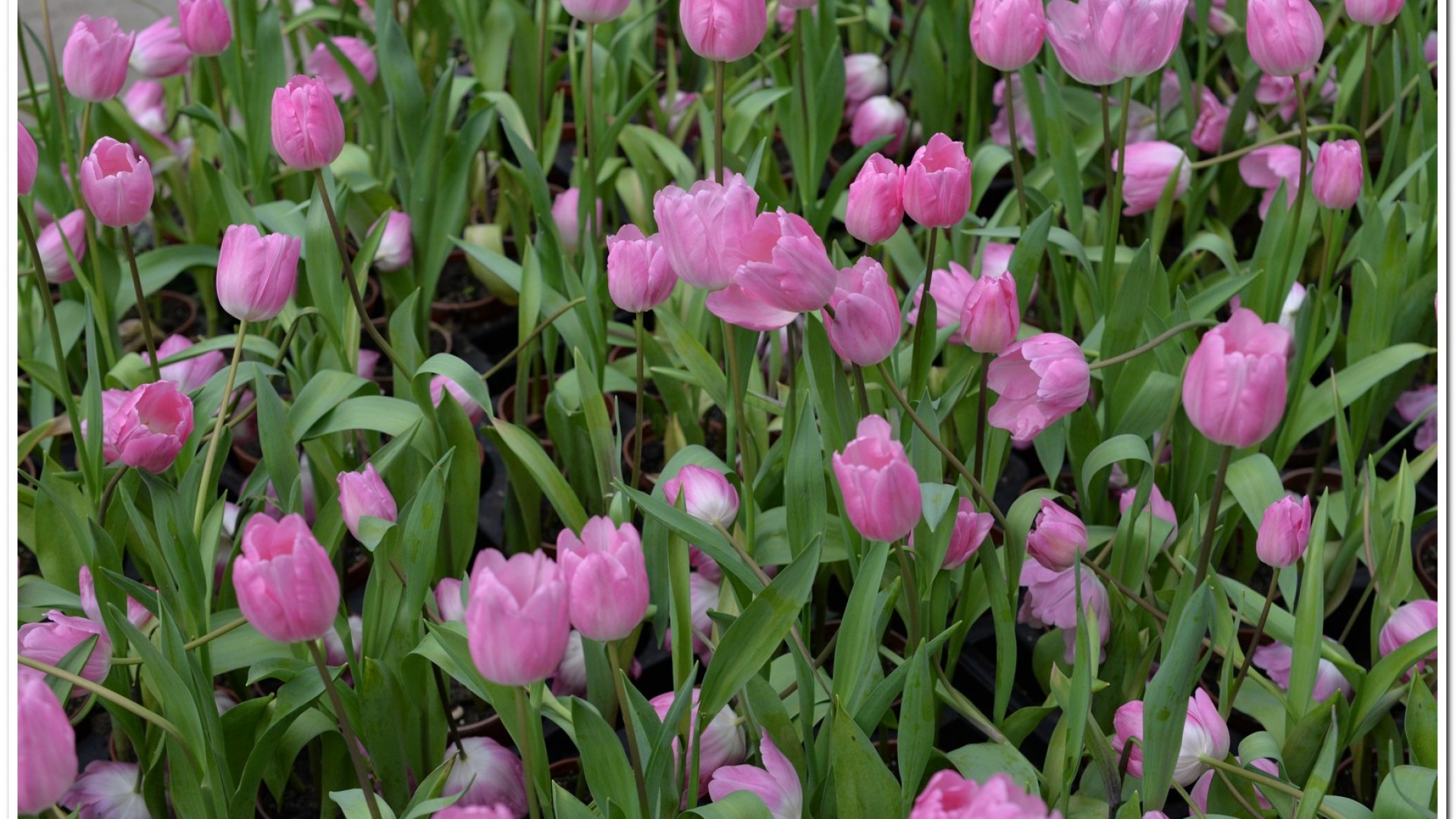 2016杉林溪鬱金香花季