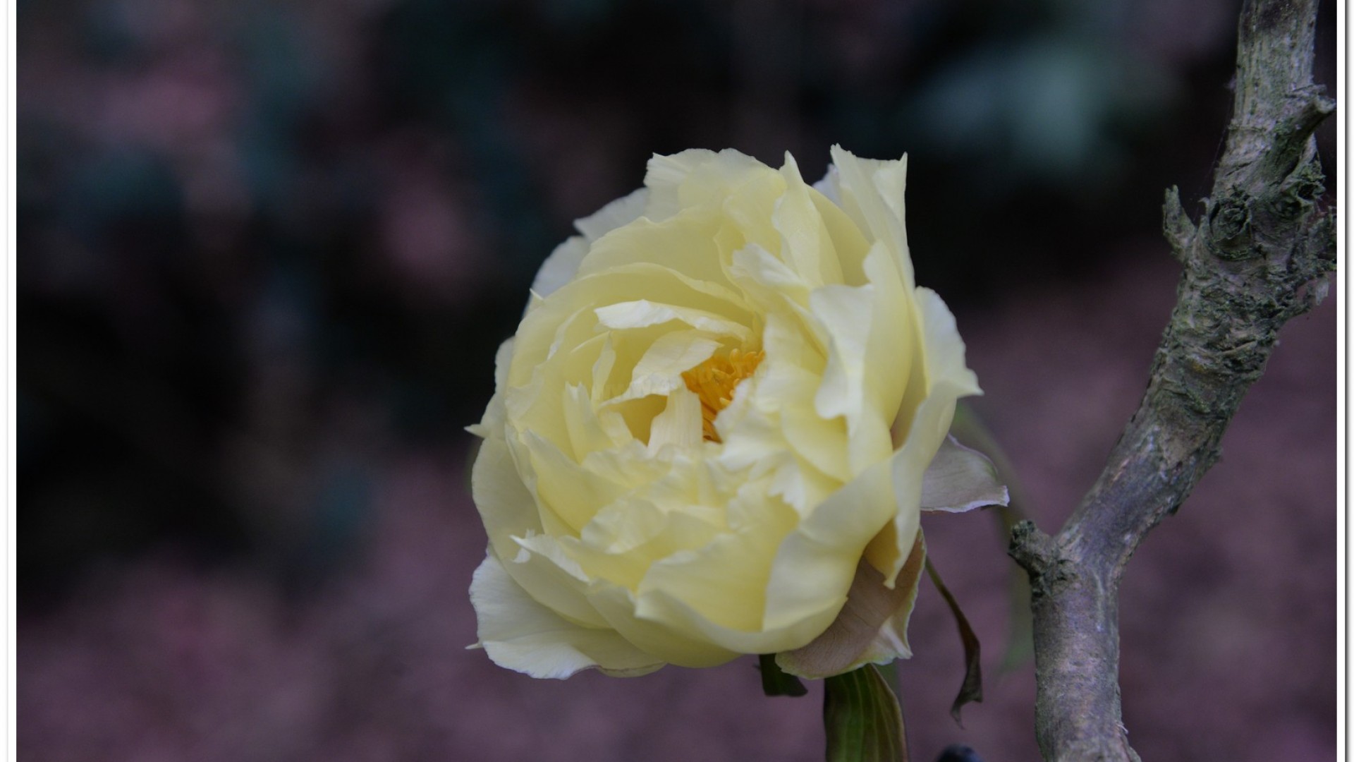 2016杉林溪鬱金香花季