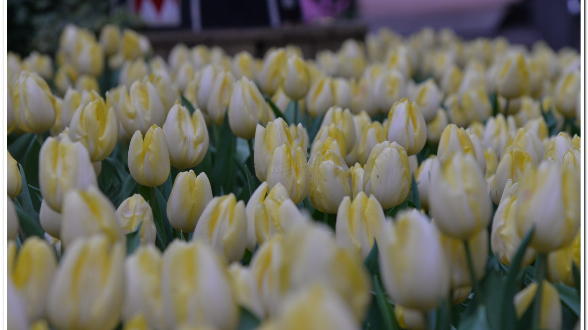 2016杉林溪鬱金香花季