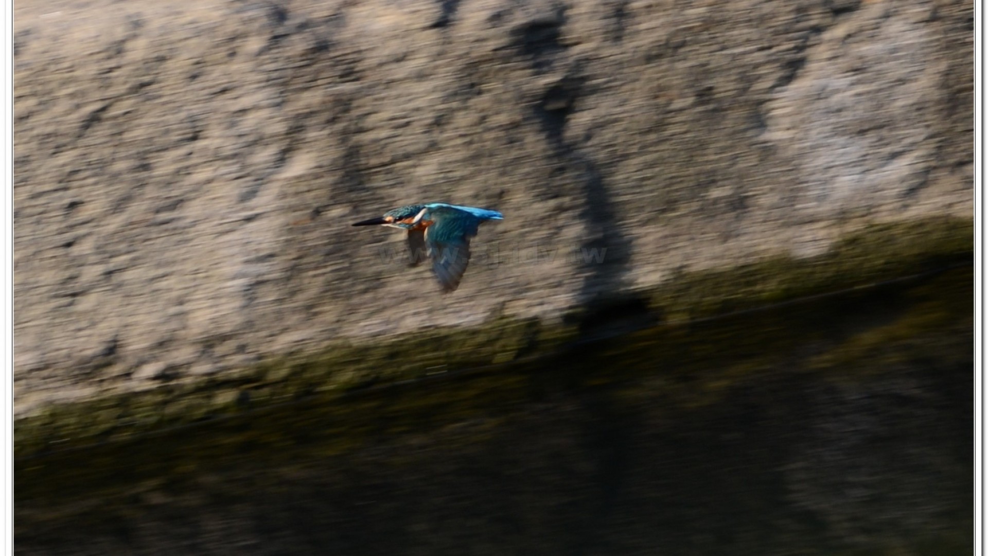 翠鳥(Alcedo atthis bengalensis)