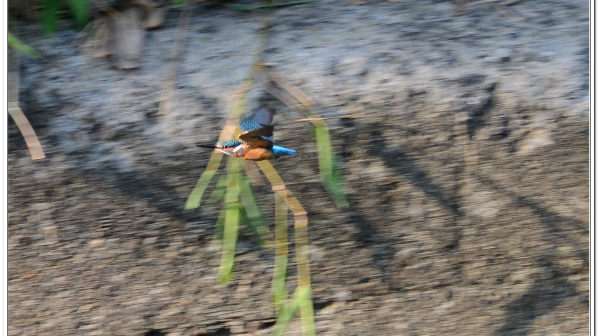 翠鳥(Alcedo atthis bengalensis)