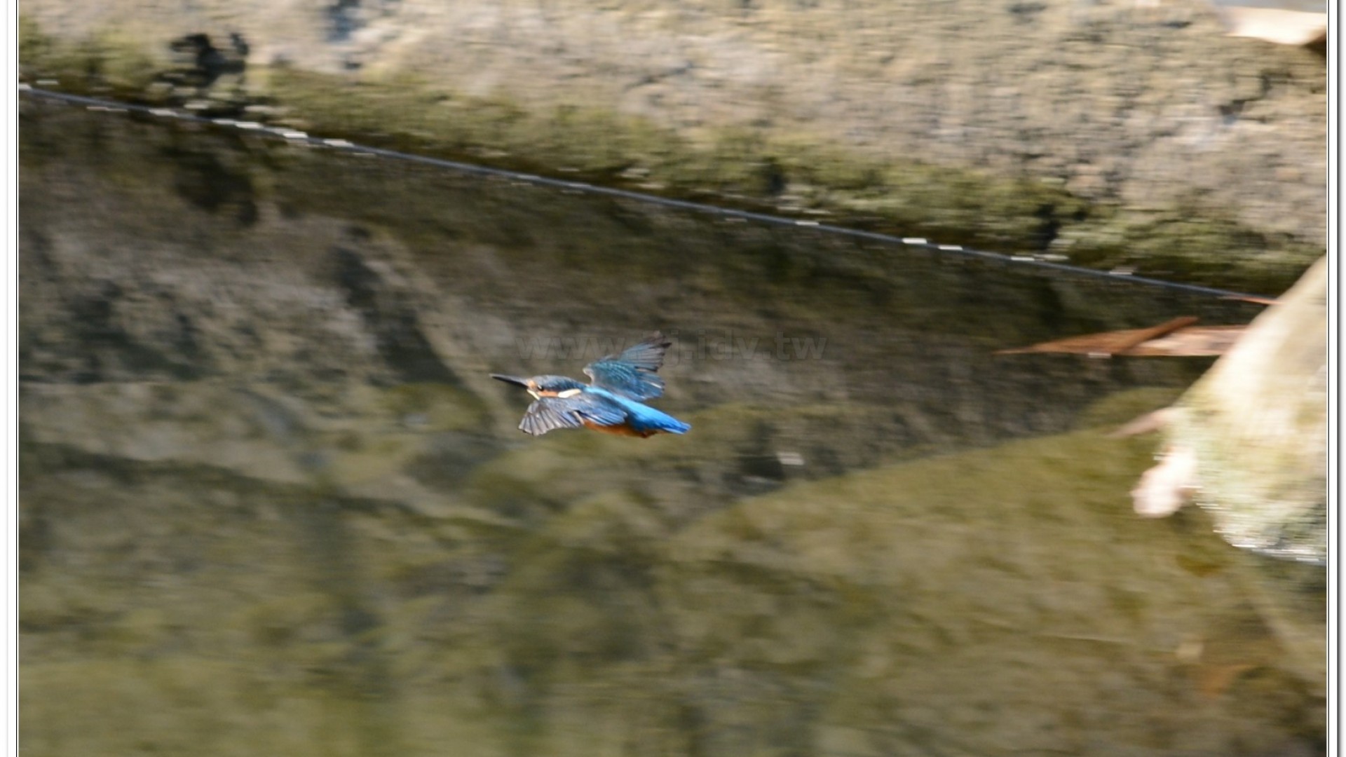 翠鳥(Alcedo atthis bengalensis)