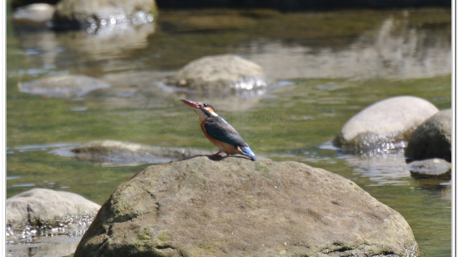 翠鳥(Alcedo atthis bengalensis)