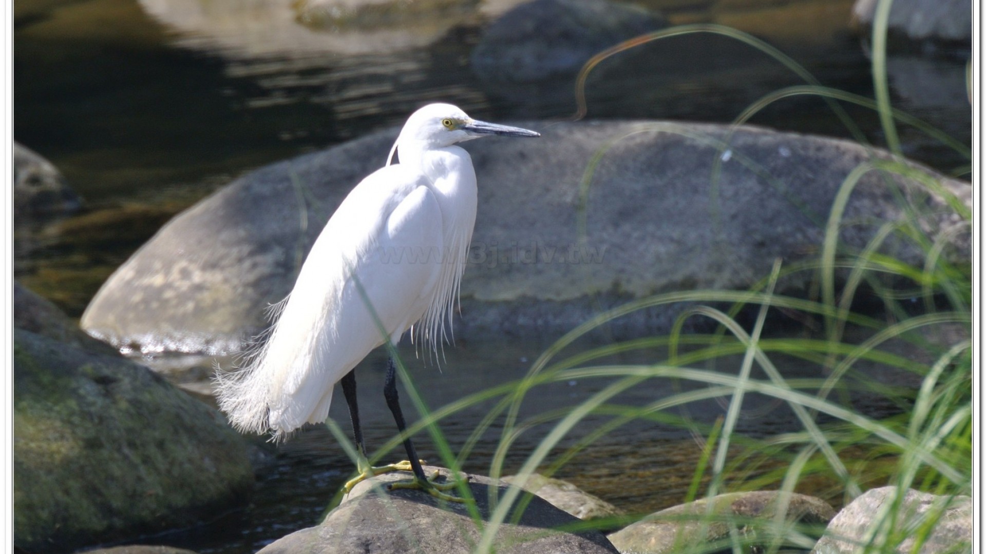 小白鷺(Egretta garzetta)