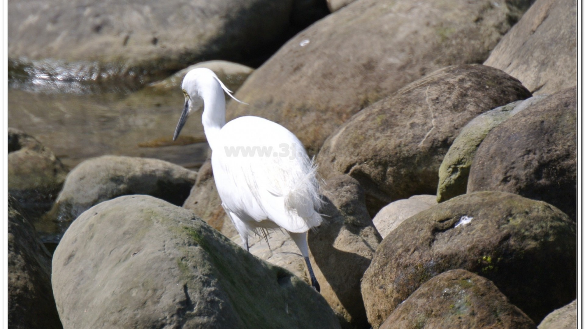 小白鷺(Egretta garzetta)