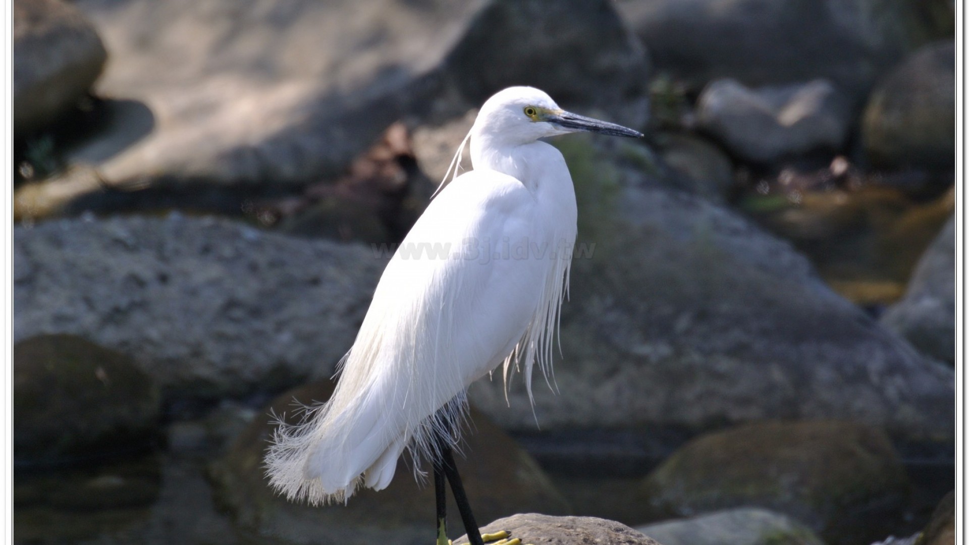 小白鷺(Egretta garzetta)