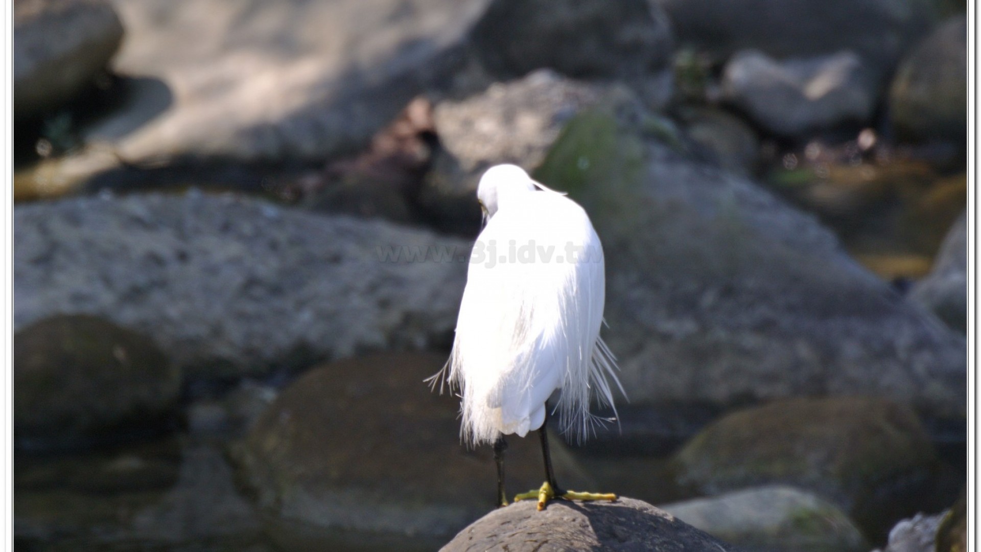 小白鷺(Egretta garzetta)