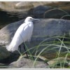 小白鷺(Egretta garzetta)