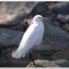 小白鷺(Egretta garzetta)
