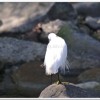 小白鷺(Egretta garzetta)