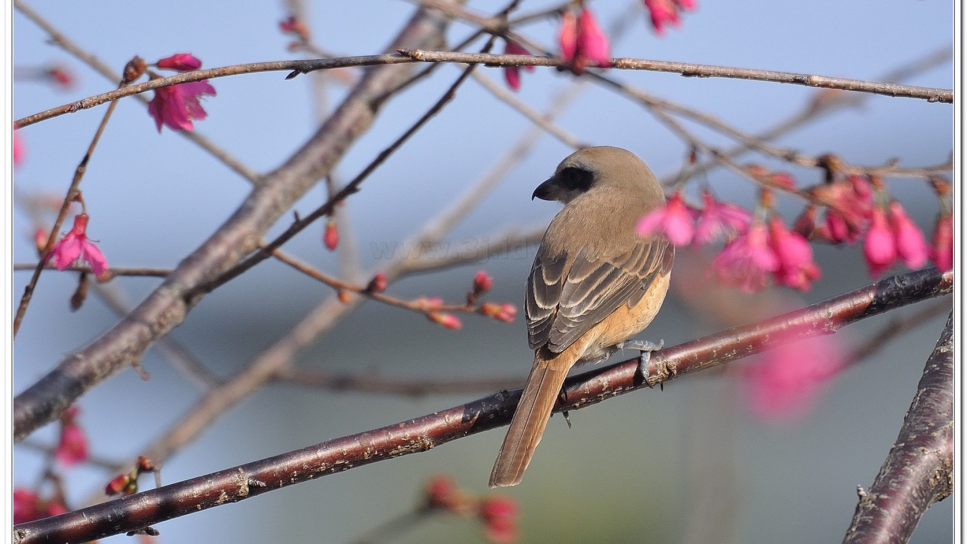 紅尾伯勞(Lanius cristatus lucioniensis)
