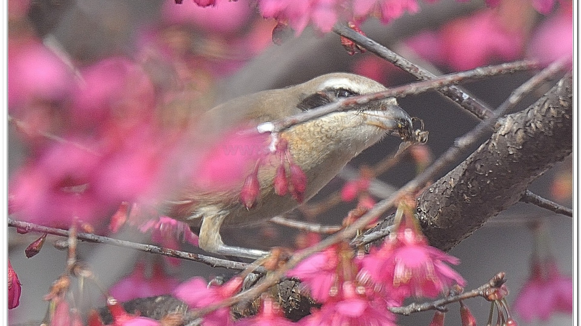 紅尾伯勞(Lanius cristatus lucioniensis)