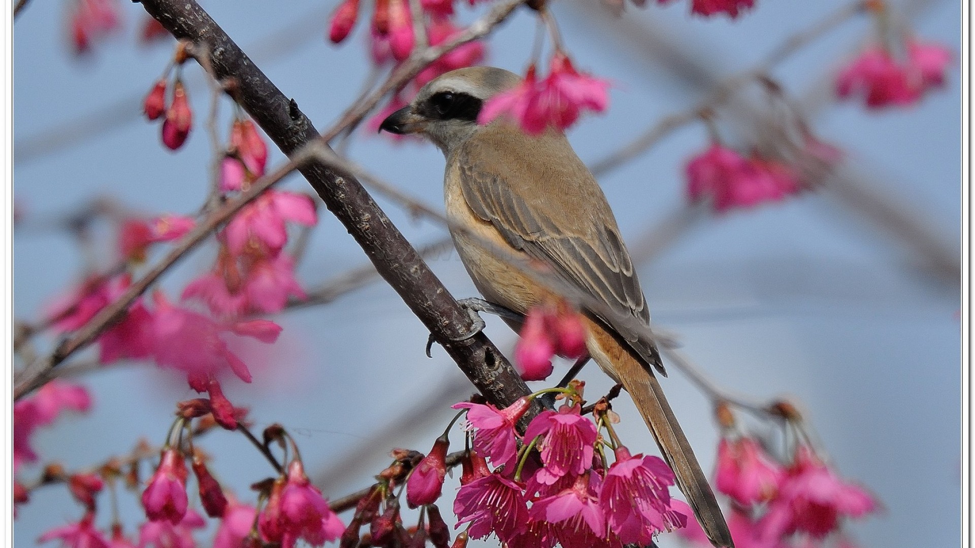 紅尾伯勞(Lanius cristatus lucioniensis)