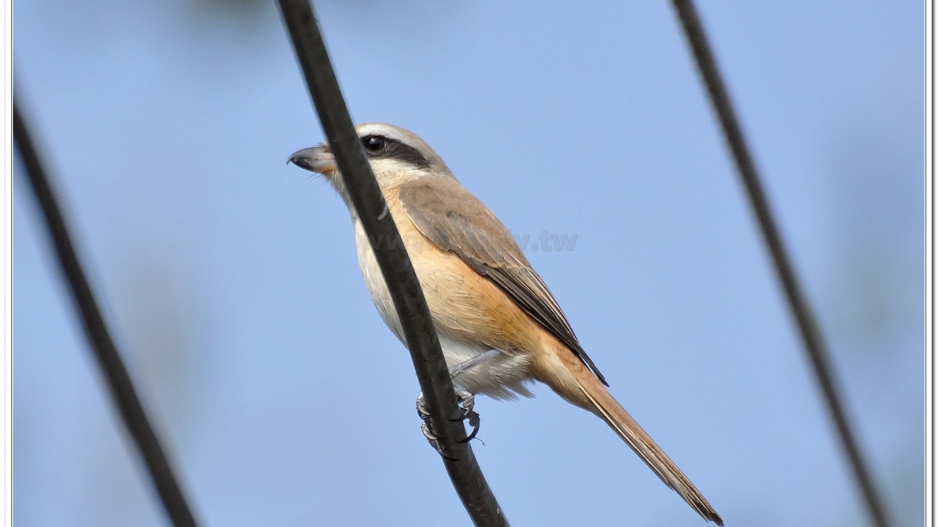 紅尾伯勞(Lanius cristatus lucioniensis)