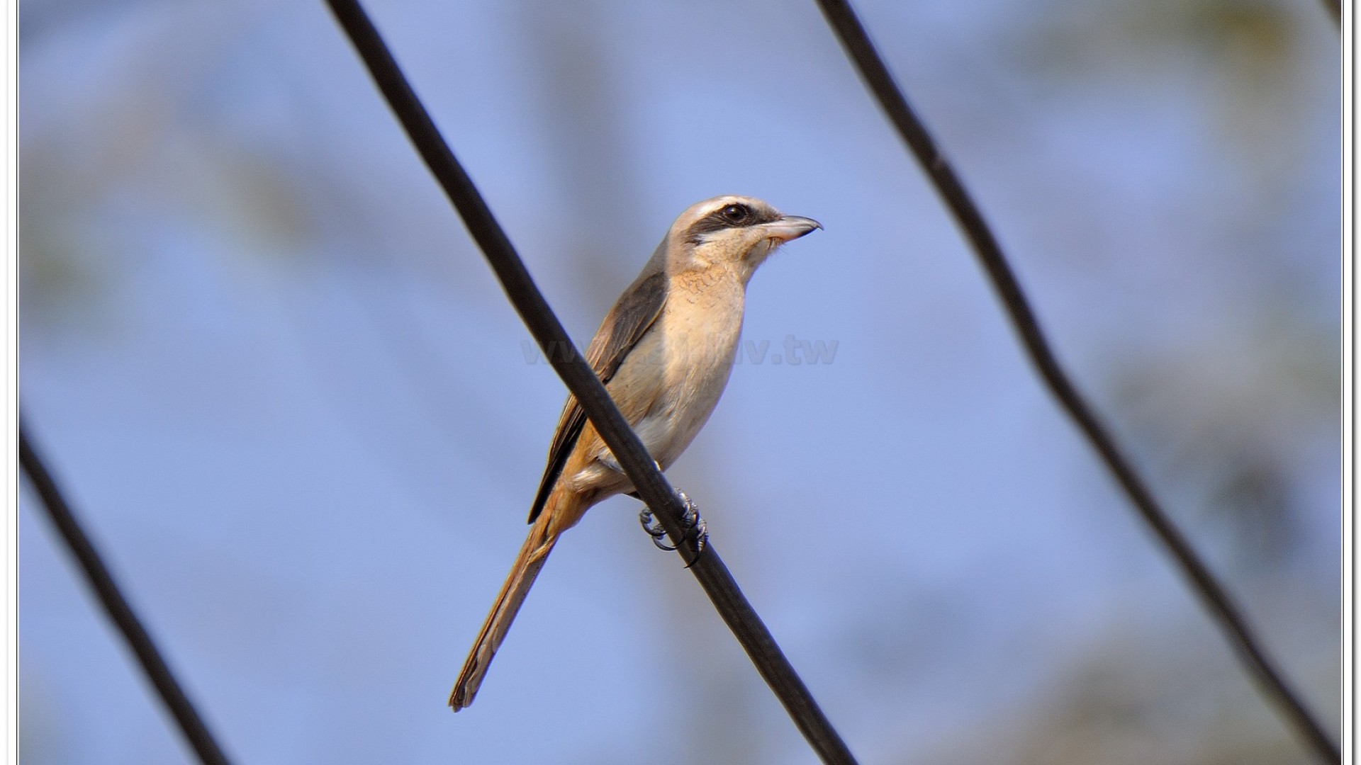 紅尾伯勞(Lanius cristatus lucioniensis)