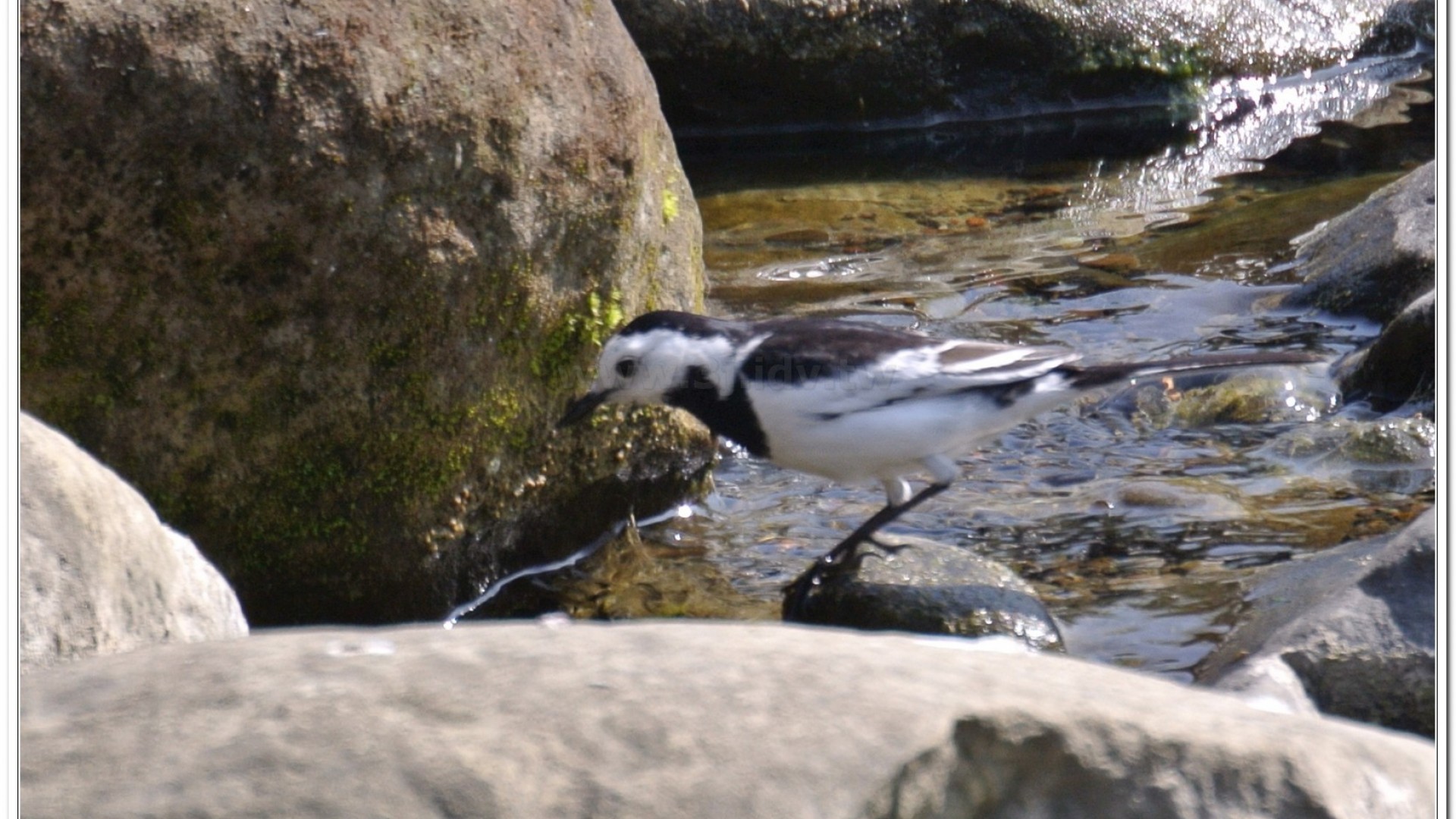 白面白鶺鴒(M. a. lugens)
