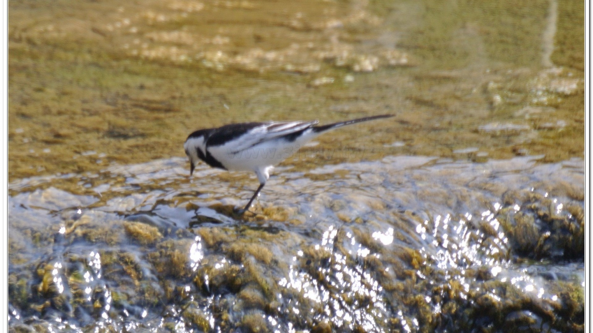 白面白鶺鴒(M. a. lugens)