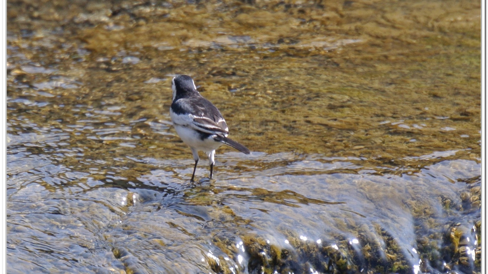 白面白鶺鴒(M. a. lugens)